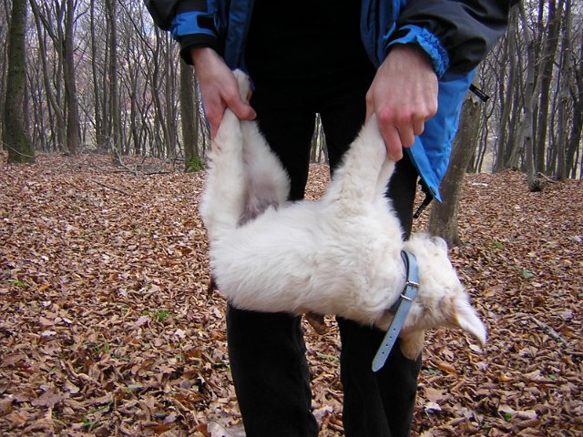 Original image